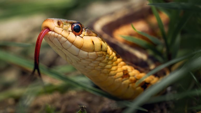 Dead Snake Bite: मृत साप दंश करु शकतो का? 'हा' भाग असतो सर्वात विषारी, चुकून पाय पडला तर...