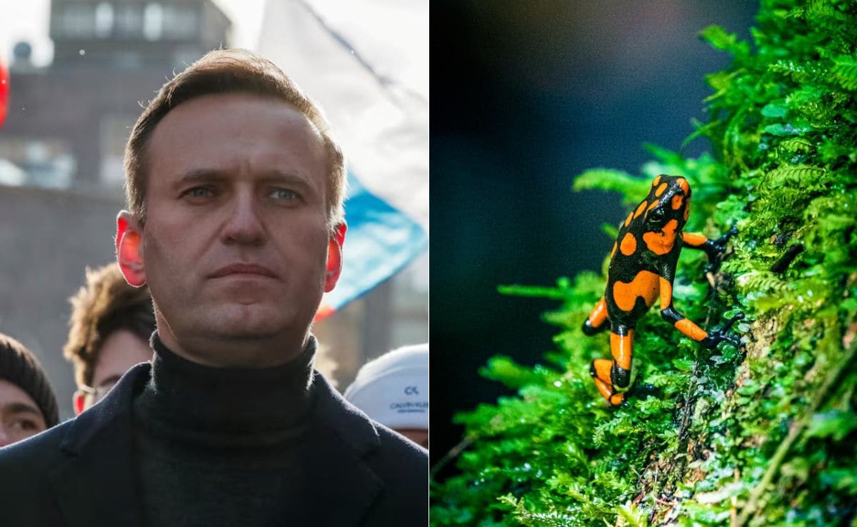 Inside The 'Dart Frog Toxin' Reportedly Linked To Alexei Navalny's Death