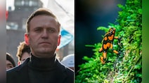 Inside The 'Dart Frog Toxin' Reportedly Linked To Alexei Navalny's Death