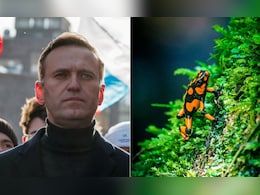 Inside The 'Dart Frog Toxin' Reportedly Linked To Alexei Navalny's Death