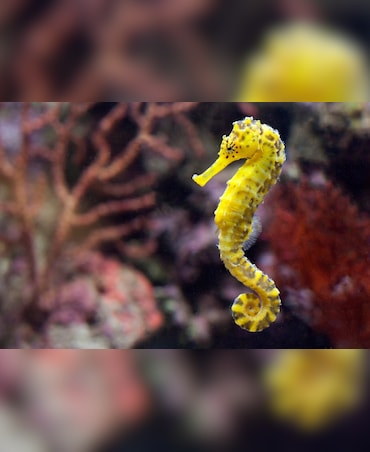 How And Why Seahorses Change Colour