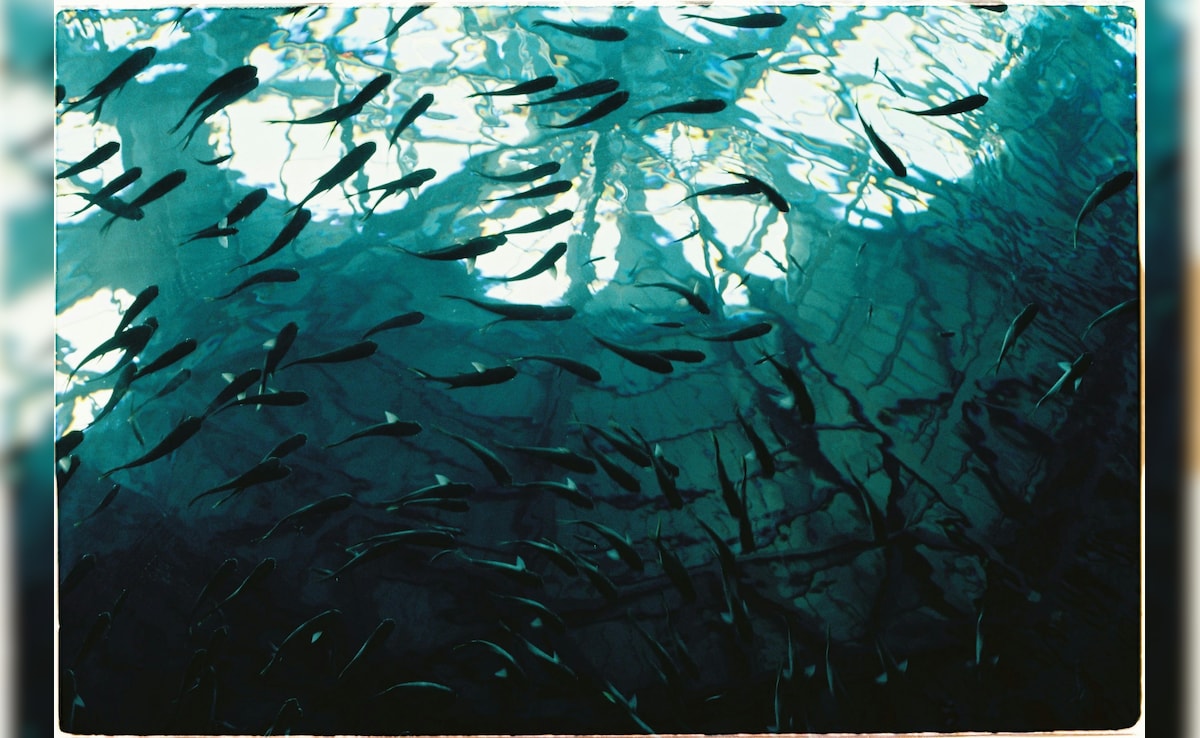 किसी अच्छी नौकरी से कम नहीं है मछली पालन, महज इतने रुपये से कर सकते हैं शुरुआत