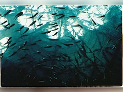 किसी अच्छी नौकरी से कम नहीं है मछली पालन, महज इतने रुपये से कर सकते हैं शुरुआत