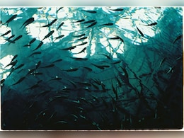 किसी अच्छी नौकरी से कम नहीं है मछली पालन, महज इतने रुपये से कर सकते हैं शुरुआत