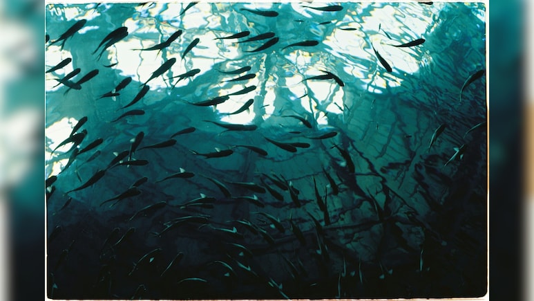 किसी अच्छी नौकरी से कम नहीं है मछली पालन, महज इतने रुपये से कर सकते हैं शुरुआत