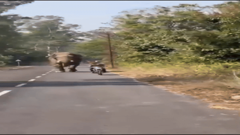 जिम कॉर्बेट में टस्कर हाथी का तांडव, बाइक सवार को दौड़ाया; रोंगटे खड़े कर देने वाला VIDEO