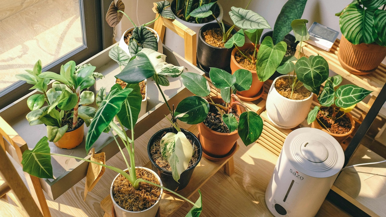 Do You Need a HEPA Filter? The Truth About Cleaner Air and Healthier Living Spaces Do You Need a HEPA Filter? The Truth About Cleaner Air and Healthier Living Spaces