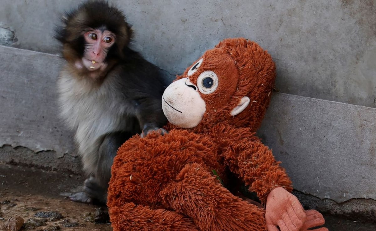 Punch sits next to a stuffed orangutan at Ichikawa City Zoo. Punch sits next to a stuffed orangutan at Ichikawa City Zoo.