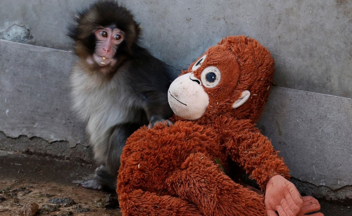 Viral Baby Monkey 'Punch' Becomes Star Attraction At Japan Zoo: "The World Is With Him"