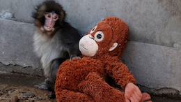 Viral Baby Monkey 'Punch' Becomes Star Attraction At Japan Zoo: "The World Is With Him"