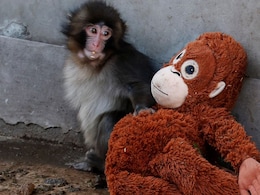 Viral Baby Monkey 'Punch' Becomes Star Attraction At Japan Zoo: "The World Is With Him"