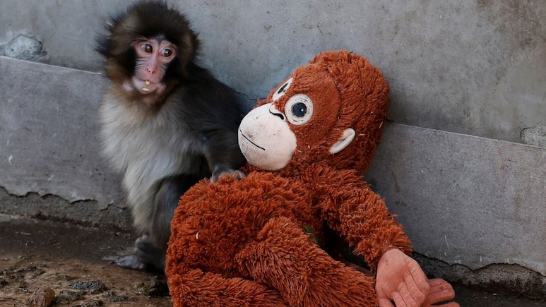 Viral Baby Monkey 'Punch' Becomes Star Attraction At Japan Zoo: "The World Is With Him"