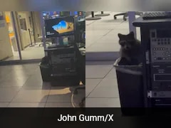 Raccoon Found Living Inside US News Station To Escape Winter Cold