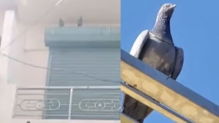 कबूतर ले उड़ा 1 लाख रुपये की सोने की चेन, सर्राफा दुकान का मालिक परेशान... फिर अचानक