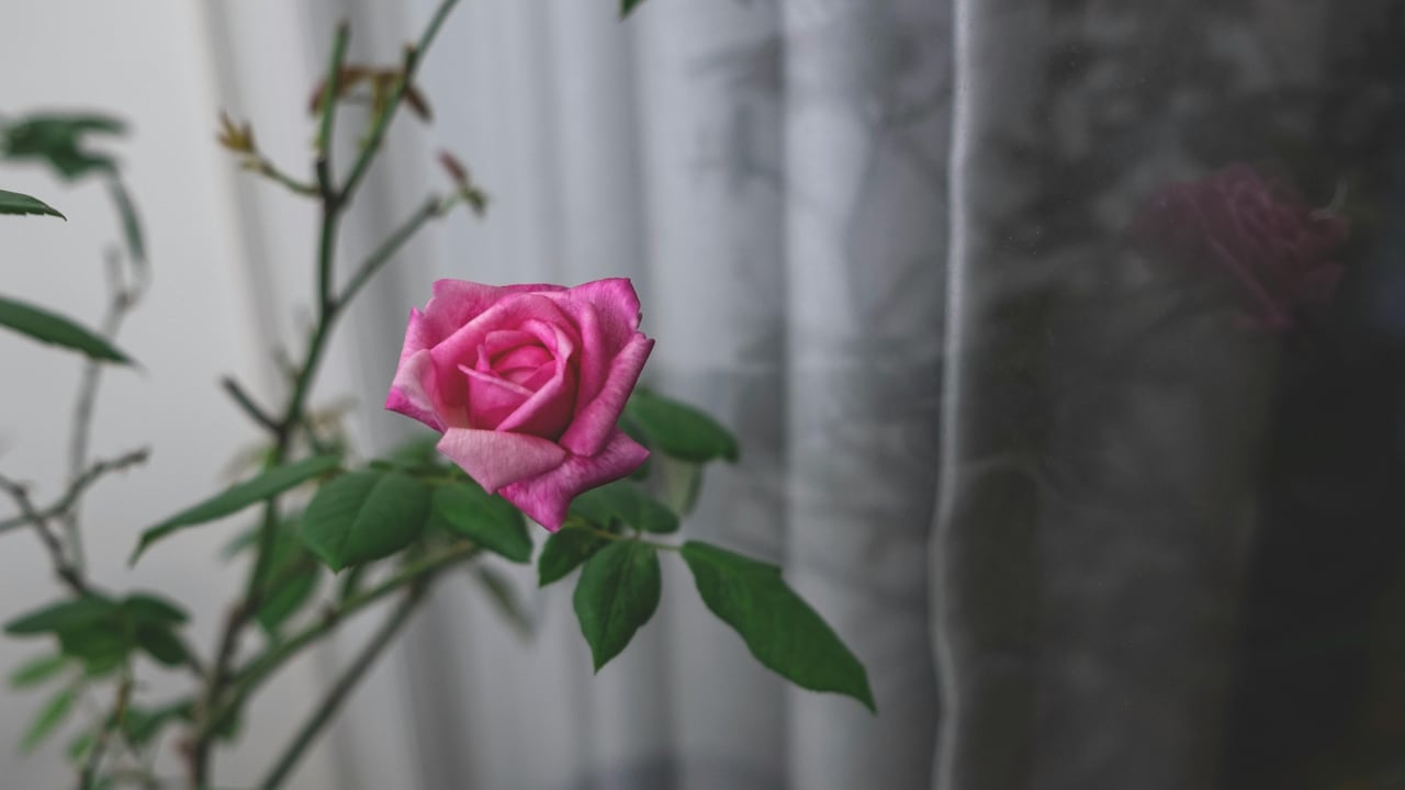 Explore live plants to make your Valenitnes Day gift more special and memorable