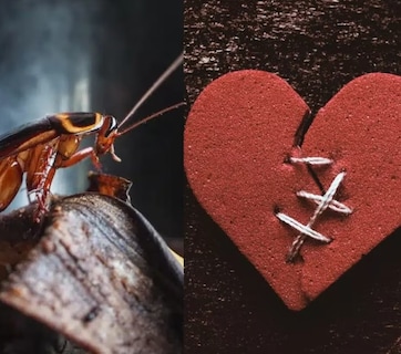 अच्छा सिला दिया तूने मेरे प्यार का...ठुकराए हुए प्रेमियों को वेलेंटाइन डे पर ये चिड़ियाघर दे रहा है गजब का ऑफर