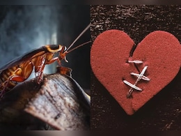 अच्छा सिला दिया तूने मेरे प्यार का...ठुकराए हुए प्रेमियों को वेलेंटाइन डे पर ये चिड़ियाघर दे रहा है गजब का ऑफर