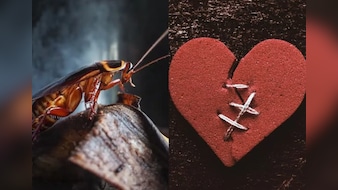 अच्छा सिला दिया तूने मेरे प्यार का...ठुकराए हुए प्रेमियों को वेलेंटाइन डे पर ये चिड़ियाघर दे रहा है गजब का ऑफर