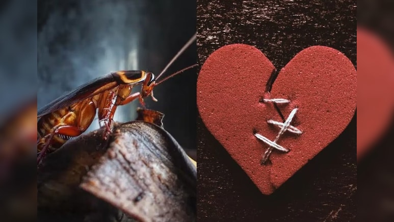 अच्छा सिला दिया तूने मेरे प्यार का...ठुकराए हुए प्रेमियों को वेलेंटाइन डे पर ये चिड़ियाघर दे रहा है गजब का ऑफर