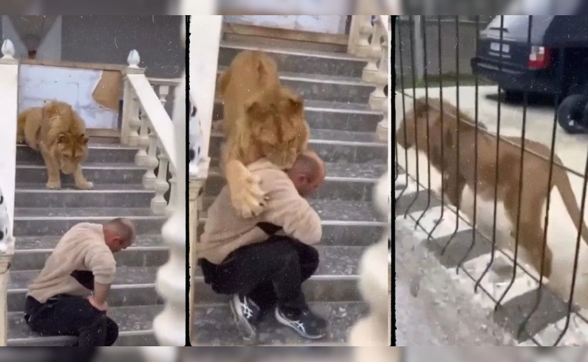 जंगल के 'राजा' को पालतू समझने की गलती कर बैठा बंदा, अगले ही पल दबोच ली गर्दन