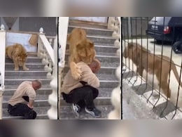 जंगल के 'राजा' को पालतू समझने की गलती कर बैठा बंदा, अगले ही पल दबोच ली गर्दन