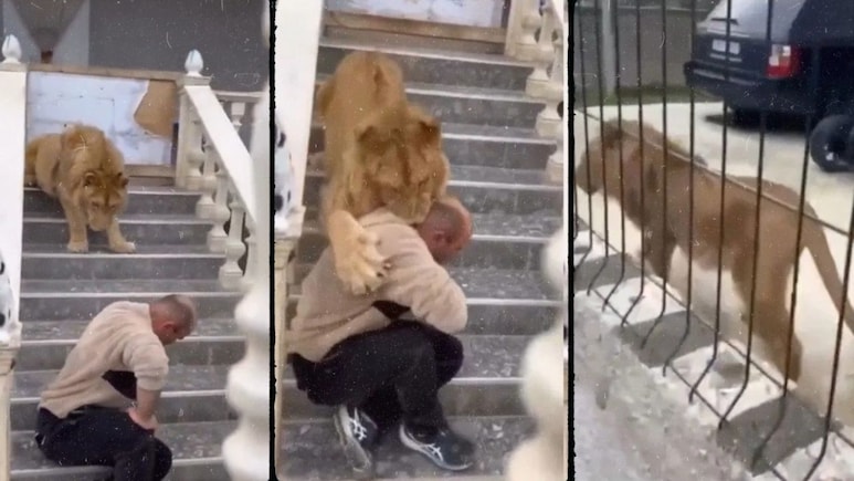 जंगल के 'राजा' को पालतू समझने की गलती कर बैठा बंदा, अगले ही पल दबोच ली गर्दन