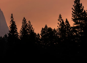 Wildfires Are Making The US Smoggy Again, Reversing Progress On Cleaner Air, Study Finds
