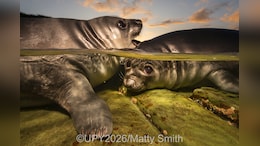 Breathtaking Ocean Images Revealed At Underwater Photographer Of The Year 2026
