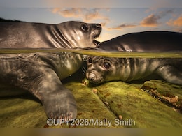 Breathtaking Ocean Images Revealed At Underwater Photographer Of The Year 2026