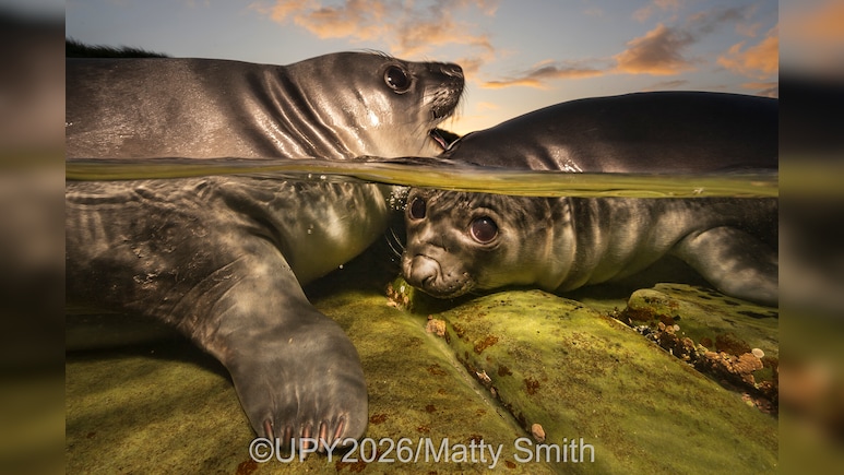 Breathtaking Ocean Images Revealed At Underwater Photographer Of The Year 2026