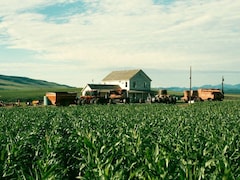 बजट 1500 करोड़, कमाई 6200 करोड़! फिल्म के लिए 500 एकड़ जमीन पर उगाया मक्का, फिल्म रही हिट और फसल सुपरहिट