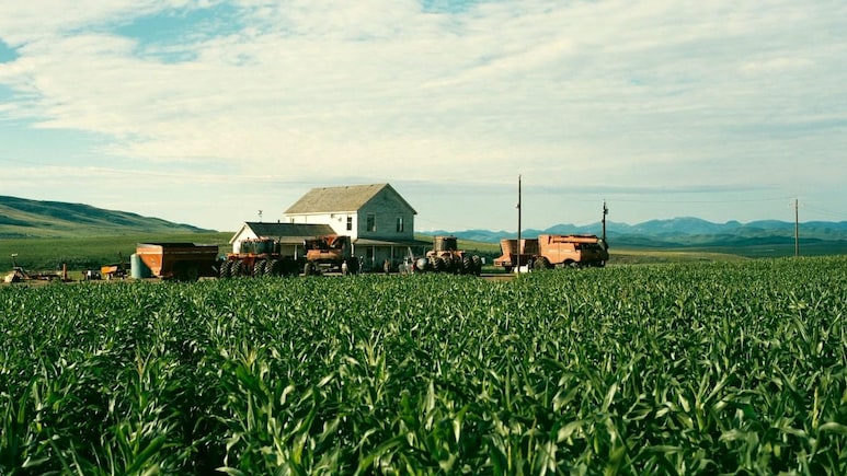 बजट 1500 करोड़, कमाई 6200 करोड़! फिल्म के लिए 500 एकड़ जमीन पर उगाया मक्का, फिल्म रही हिट और फसल सुपरहिट