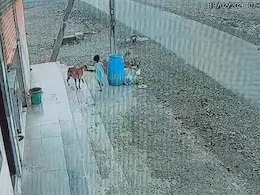 On CCTV, Stray Dogs Attack Karnataka Girl, 6. She Suffers Severe Eye Injury