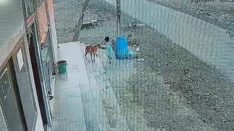 On CCTV, Stray Dogs Attack Karnataka Girl, 6. She Suffers Severe Eye Injury