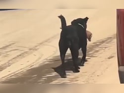 Video: Dog Carries Human Leg, Shimla Hospital Says Staff Forgot To Lock Door