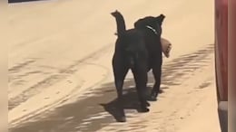 Video: Dog Carries Human Leg, Shimla Hospital Says Staff Forgot To Lock Door