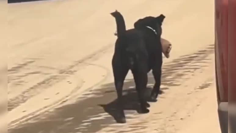 Video: Dog Carries Human Leg, Shimla Hospital Says Staff Forgot To Lock Door