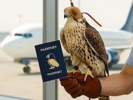 This Country Issues Passports To Falcons And Lets Them Fly In Cabin