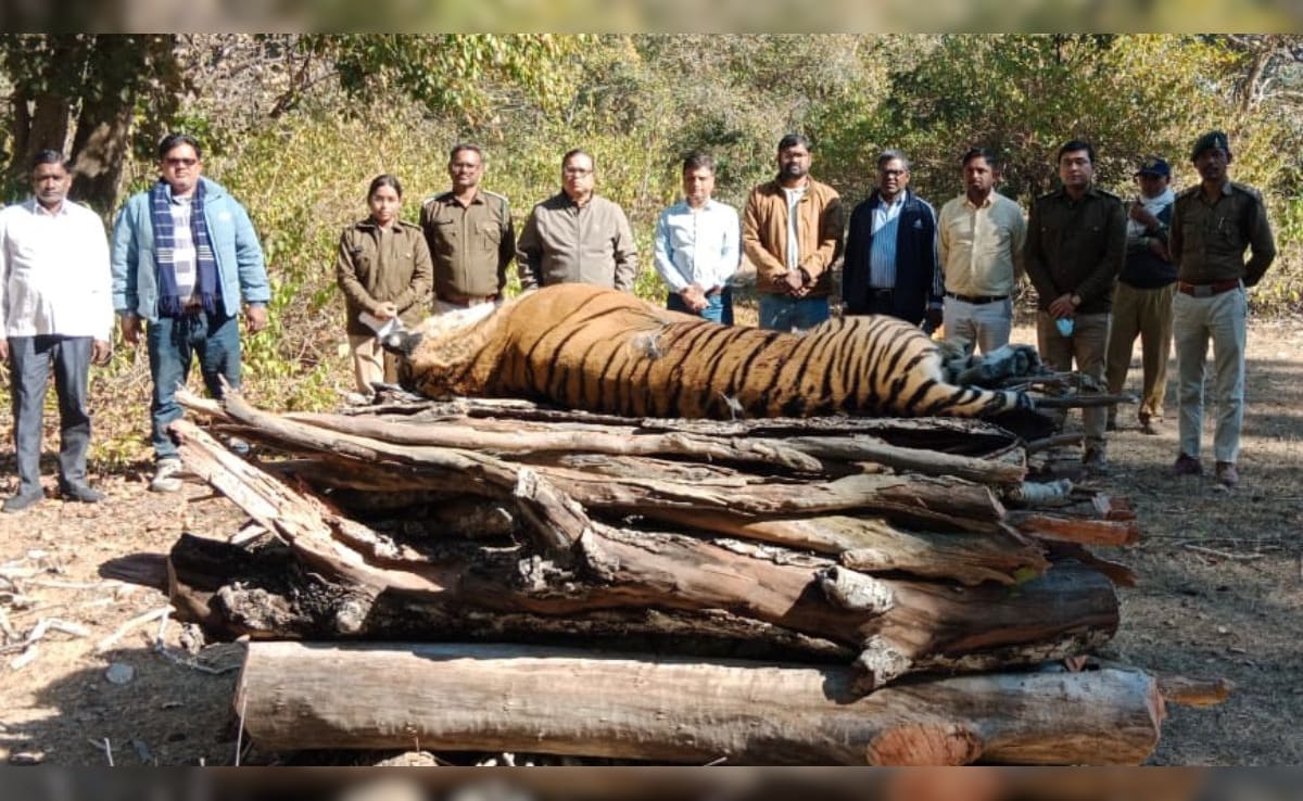 Solar Infra Blamed For Madhya Pradesh Tigress's Death. Why It's Alarming