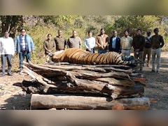Solar Infra Blamed For Madhya Pradesh Tigress' Death. Why It's Alarming
