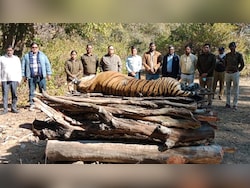 Solar Infra Blamed For Madhya Pradesh Tigress' Death. Why It's Alarming