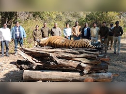 Solar Infra Blamed For Madhya Pradesh Tigress's Death. Why It's Alarming
