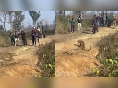 रेस्क्यू के दौरान खतरे में पड़ी फॉरेस्ट गार्ड जान, तेंदुआ पड़ा पीछे और फिर.... देखिए वीडियो