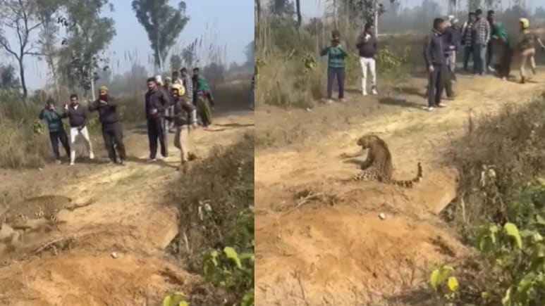 रेस्क्यू के दौरान खतरे में पड़ी फॉरेस्ट गार्ड जान, तेंदुआ पड़ा पीछे और फिर.... देखिए वीडियो