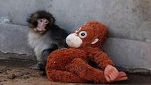 Baby Monkey Punch's Plush Toy Goes Viral, Resale Prices Hit Rs 32,000