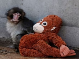 Baby Monkey Punch's Plush Toy Goes Viral, Resale Prices Hit Rs 32,000