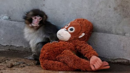  Baby Monkey Punch's Plush Toy Goes Viral, Resale Prices Hit Rs 32,000