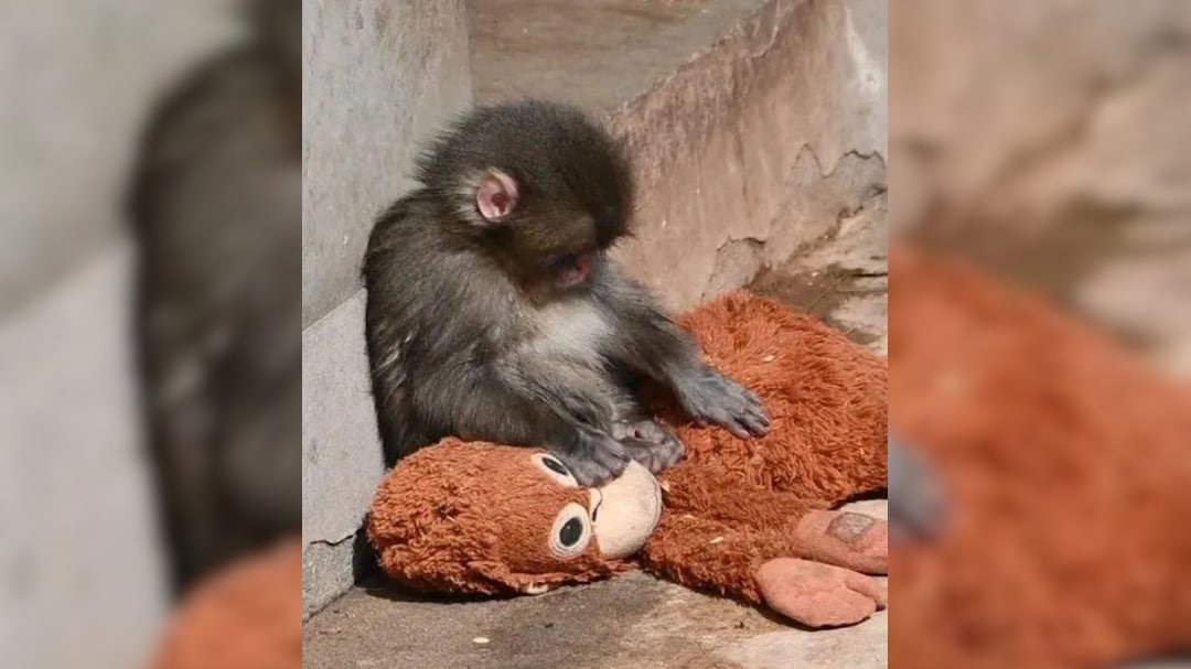 Abandoned By Mother At Birth, Tiny 'Punch Monkey' Finds Solace In Orangutan Plush Toy, Internet Gets Emotional