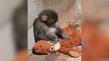 Abandoned By Mother At Birth, Tiny 'Punch Monkey' Finds Solace In Orangutan Plush Toy, Internet Gets Emotional