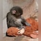 Abandoned By Mother At Birth, Tiny 'Punch Monkey' Finds Solace In Orangutan Plush Toy, Internet Gets Emotional